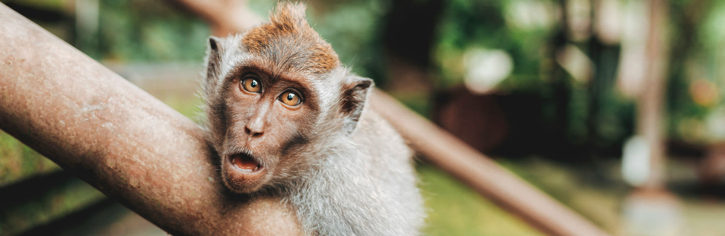 Monkey Alert: Tourists And Locals Share Wild Encounters With Monkeys