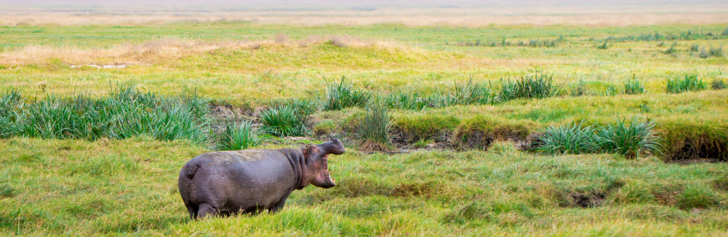 People Share The Local Animals From Their Countries That You Should Watch Out For