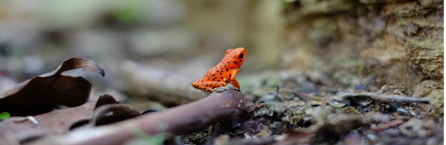 15 Of The Rarest Animals In The World